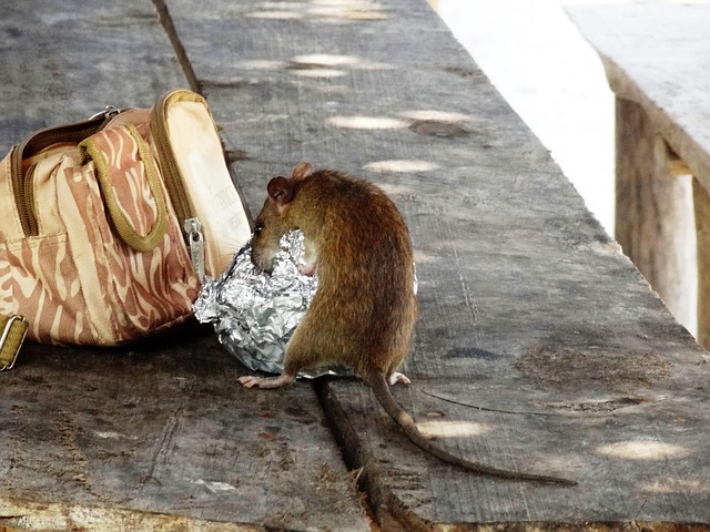 Denver Rodent Prevention: Natural Solutions for Long-Term Control