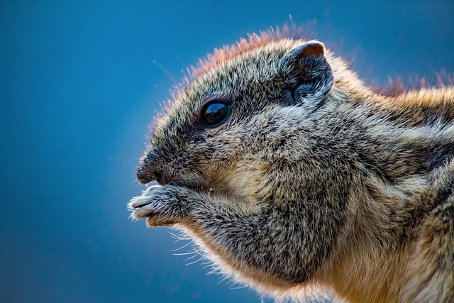 Denver Rodent Removal: Sanitation, Prevention, and Expert Tips