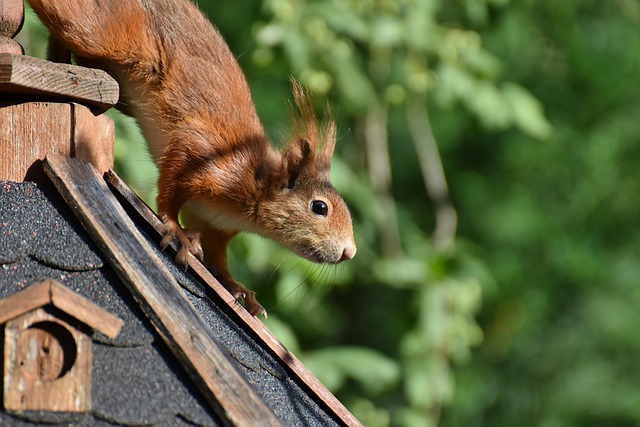 Mouse Trapping Denver: Screening Vents &amp; Weep Holes Effectively