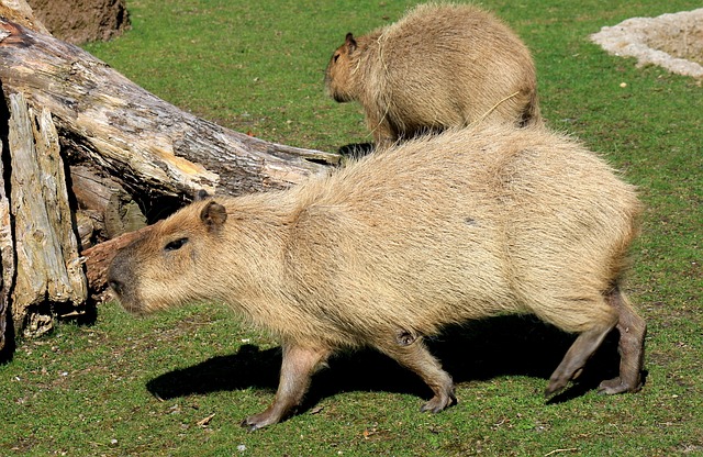 Best Rodent Control Denver: Effective Gnaw-Proof Barriers