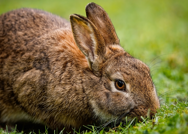 Denver Rodent Inspection: Burrows to Prevention