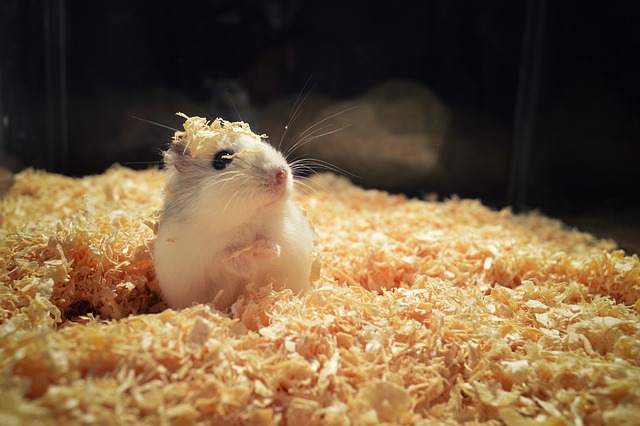 rodent-control-640x480-26952565.jpeg