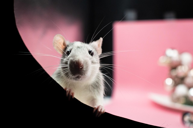 Rodent Control