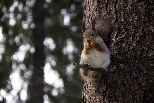 rodent-control-640x480-28769574.jpeg