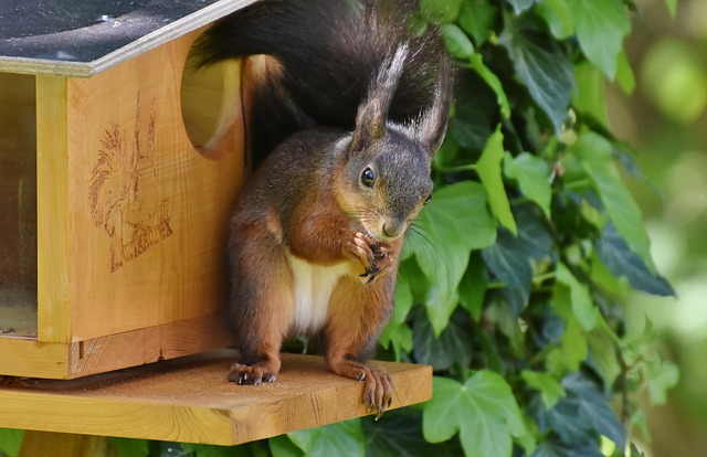 Rodent Control