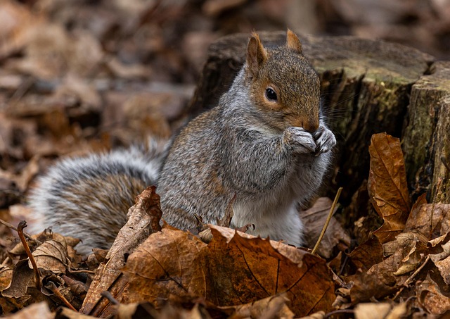 Rodent Infestation Denver: Neutralize Odors, Prevent Return