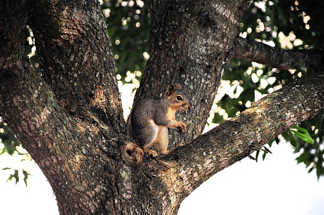 Rodent Control Denver: Safe Strategies for Effective Management