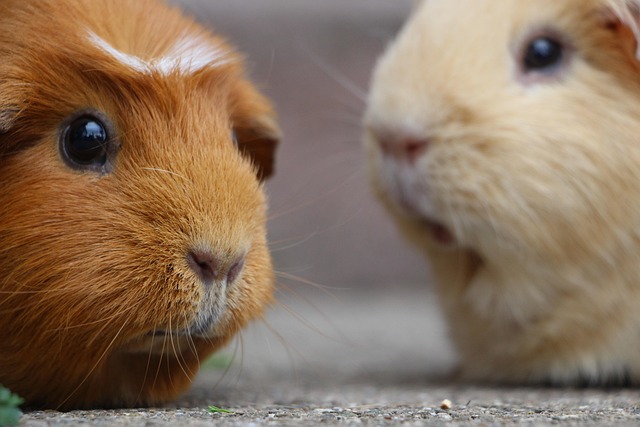 rodent-control-640x480-34875415.jpeg