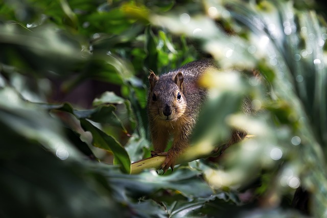 Rodent Control Denver: Sealing Garages, Preventing Infestations