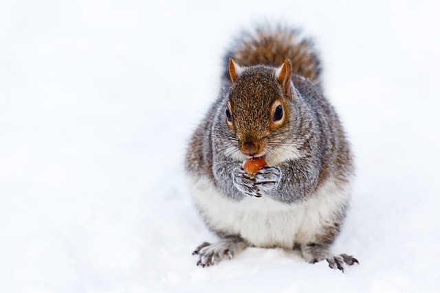 Efficient Rodent Control &amp; Safe Dead Rodent Removal in Denver Homes