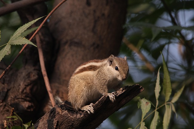 Denver Rodent Service: Protect Your Home Perimeter