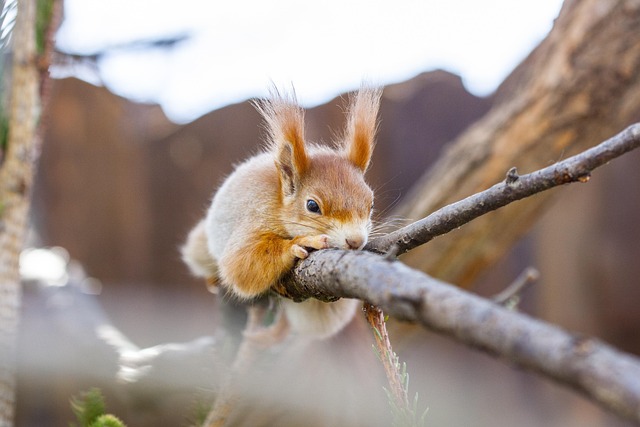 Denver Mouse Control: Eradicate & Prevent Norway Rats Naturally