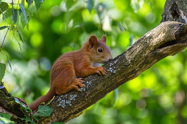 Snap Traps: Effective Rodent Control with Denver Rodent Service