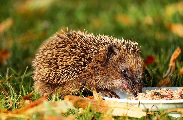 rodent-control-640x480-43896273.jpeg
