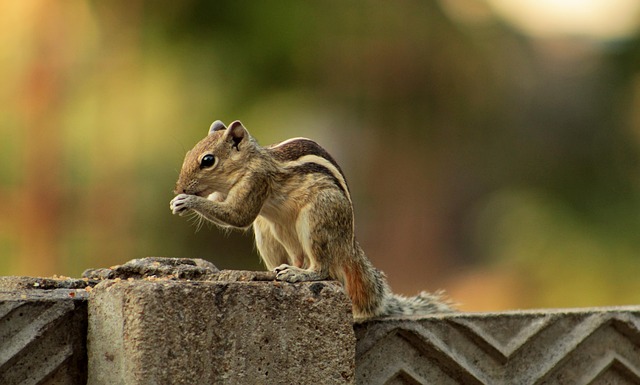 Mouse Trapping Denver: Food Safety Through Rodent Control Compliance