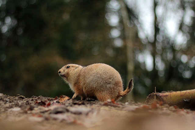 Denver Rodent Service: Effective Norway Rat Control Guide