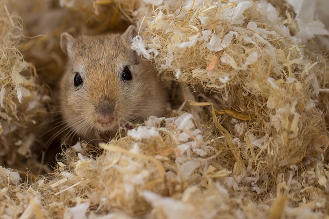 rodent-control-640x480-4715424.jpeg