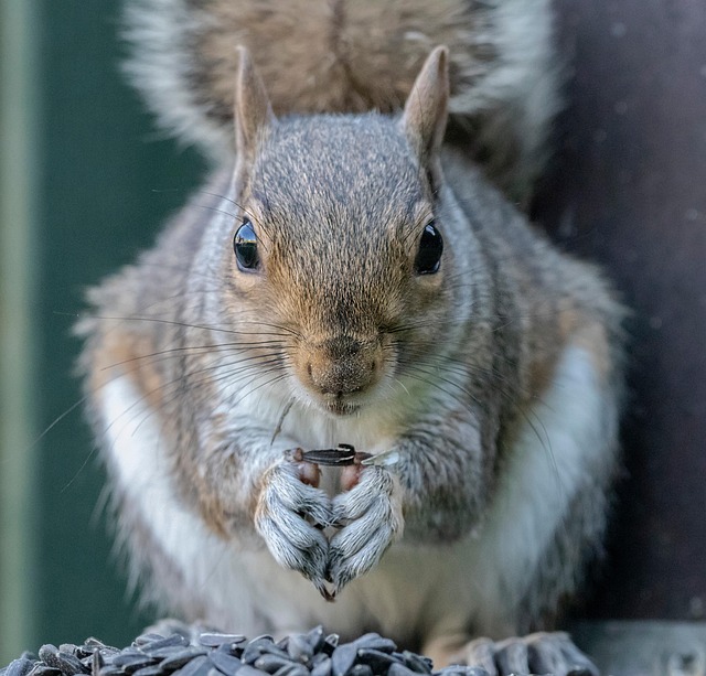 Rodent Control &amp; Crawl Space Cleanup in Denver