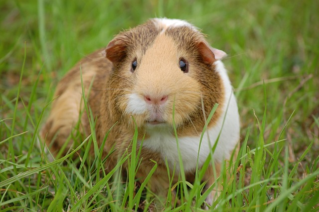 Rodent Control