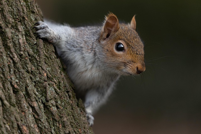Rodent Control