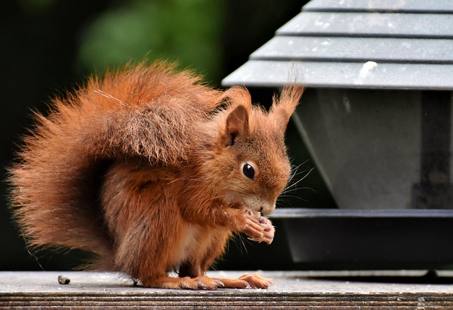 Denver Rodent Control: Inspect, Assess, Exterminate Effectively