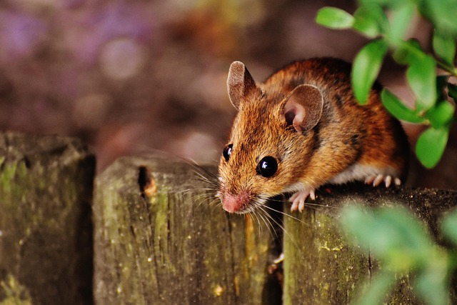 Rodent Control