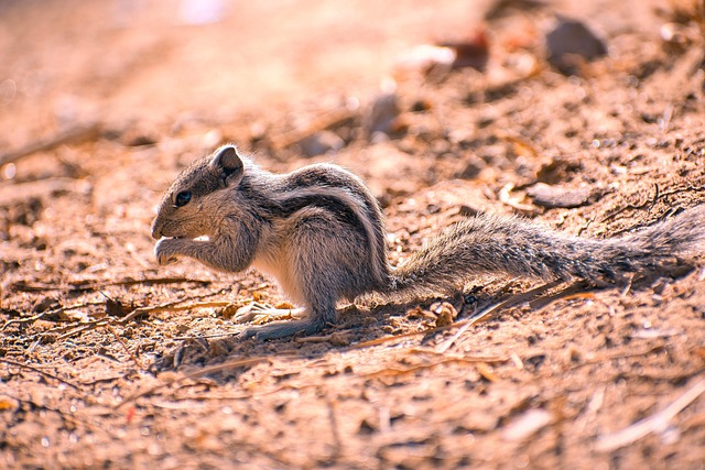 Rodent Control