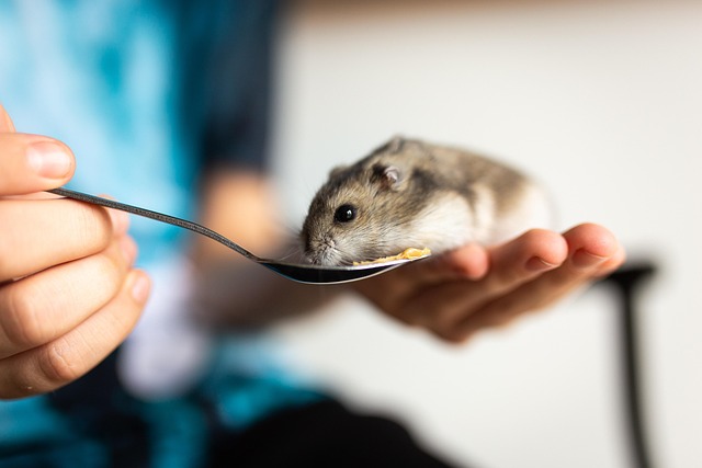 Master Rodent Exclusion: Denver Proofing &amp; Natural Control Solutions