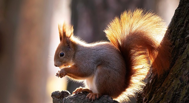 rodent-control-640x480-60158362.jpeg