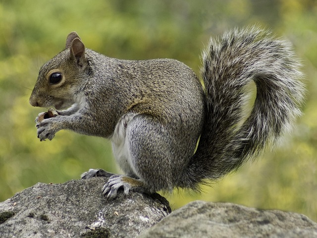 Snap Traps for Rats Removal Denver: Safe &amp; Humane Solutions