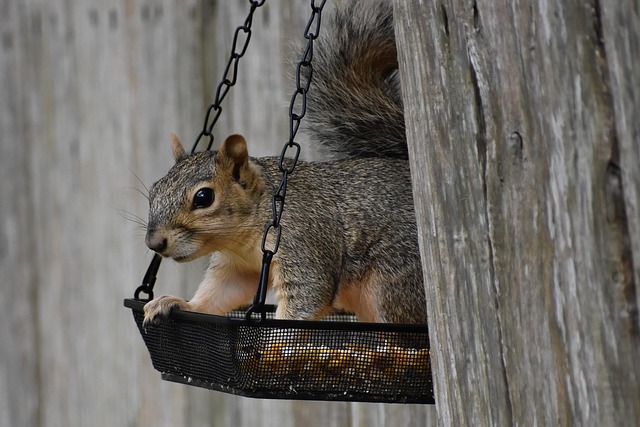 rodent-control-640x480-63254973.jpeg