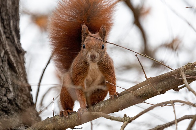 Best Rodent Control Denver: Solutions for Mouse Management