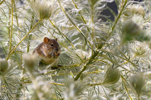 rodent-control-640x480-64030432.jpeg