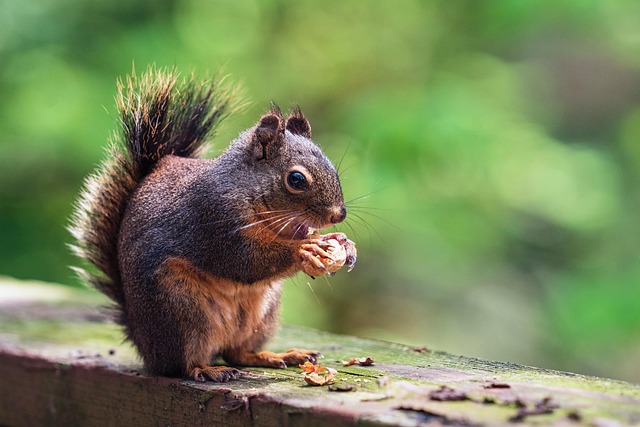 rodent-control-640x480-66097446.jpeg