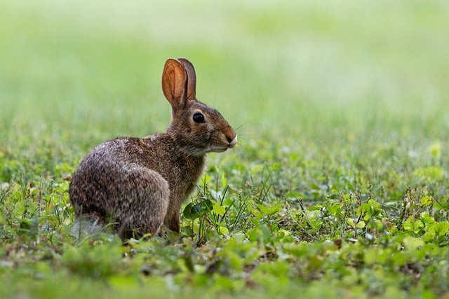 Rodent Control