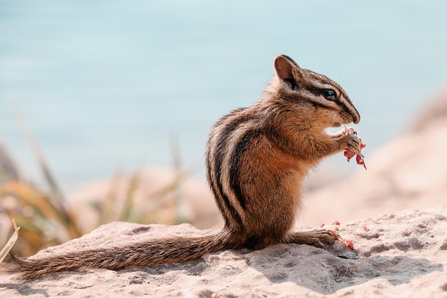 Rodent Control