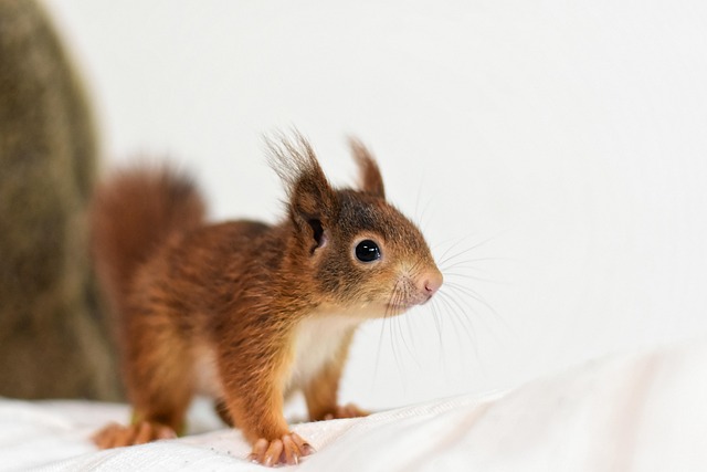 Rodent Control