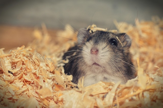 rodent-control-640x480-76786490.jpeg
