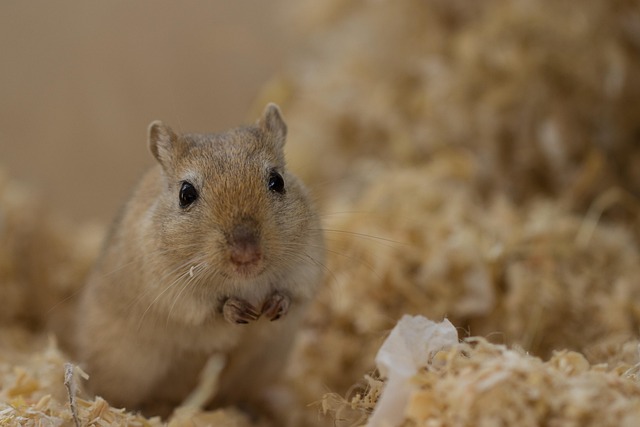 Seal Denver Homes: Effective Rodent Control Strategies