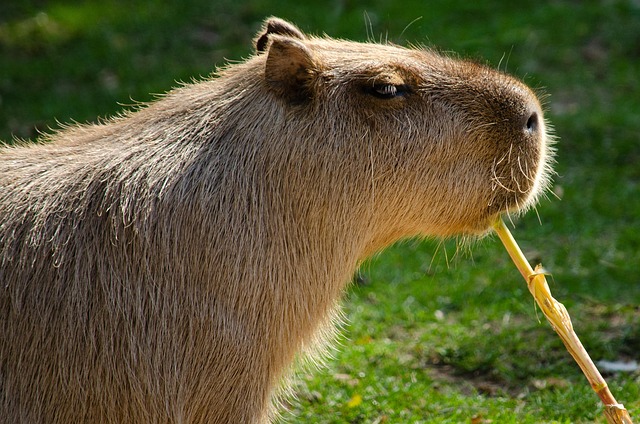 Rats Removal Denver: Signs, Sanitization, and Solutions