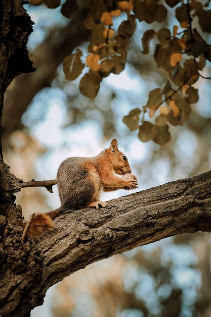 Rodent Control