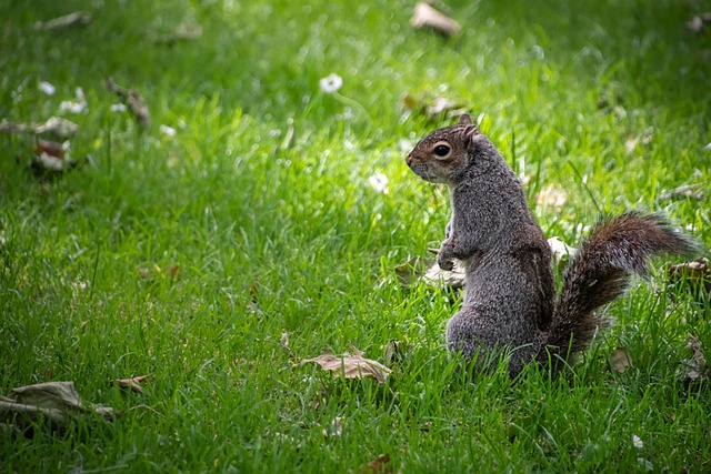 Rodent Control in Denver: Trapping &amp; Long-term Prevention