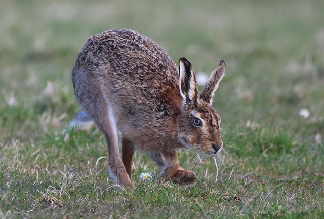 Rodent Control