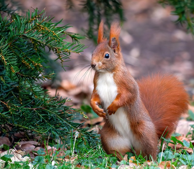 DIY Rodent Control Solutions for Denver Homes