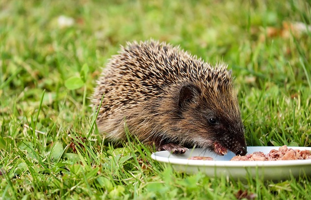 Snap Traps &amp; Natural Rodent Control in Denver CO