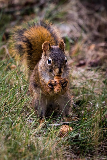 Denver Rodent Removal: Comprehensive Attic Remediation Guide