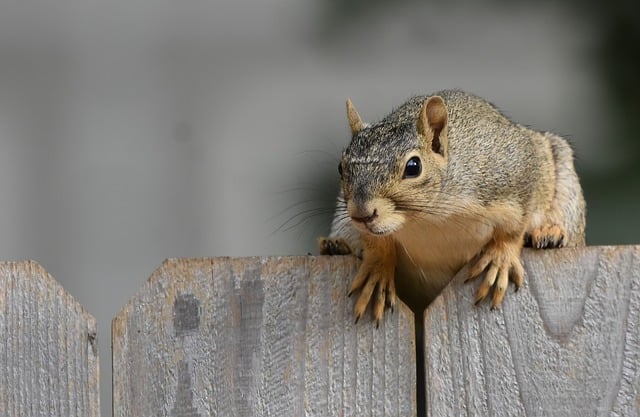 Rodent Control