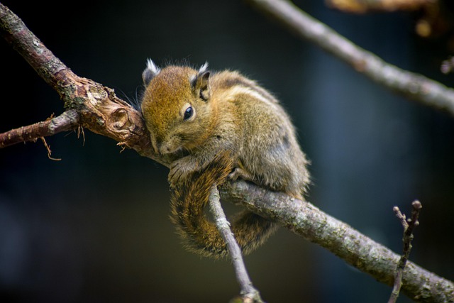 Mouse Trapping Denver: Effective Restaurant Pest Prevention Strategies