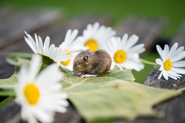 Rodent Control