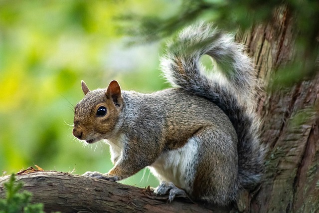 Rodent Control &amp; Prevention: Denver CO Experts Share Strategies